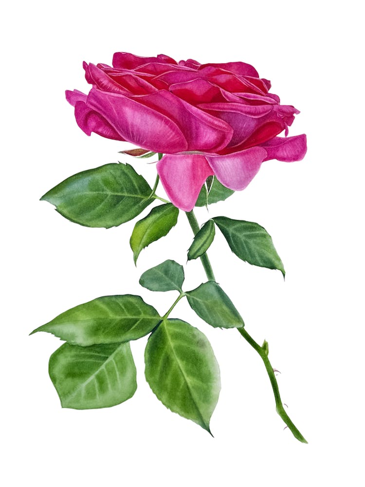Beautiful garden rose