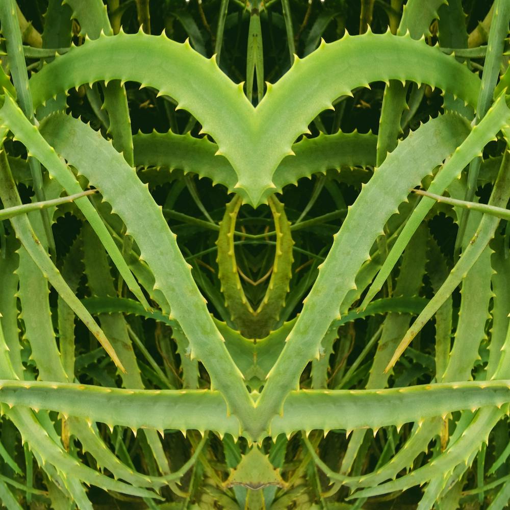Spiked