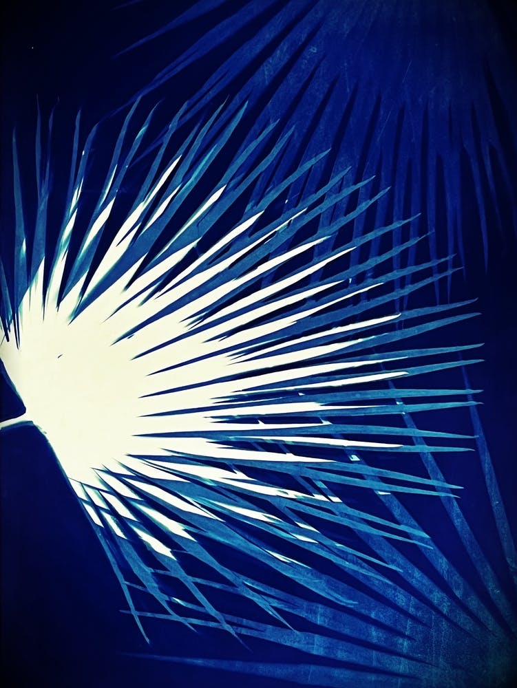 Electric blue cyanotype palm leaves