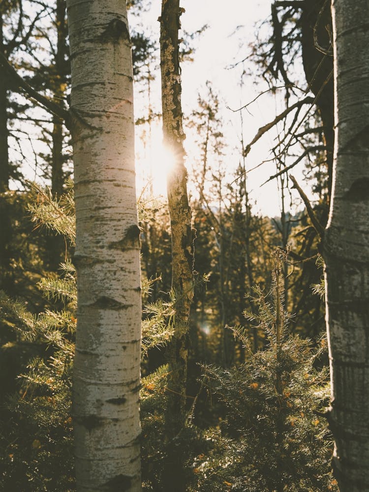 Nature Forest Scenery