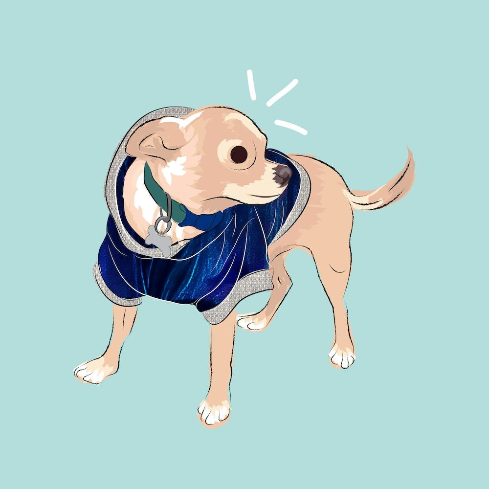 Chihuahua