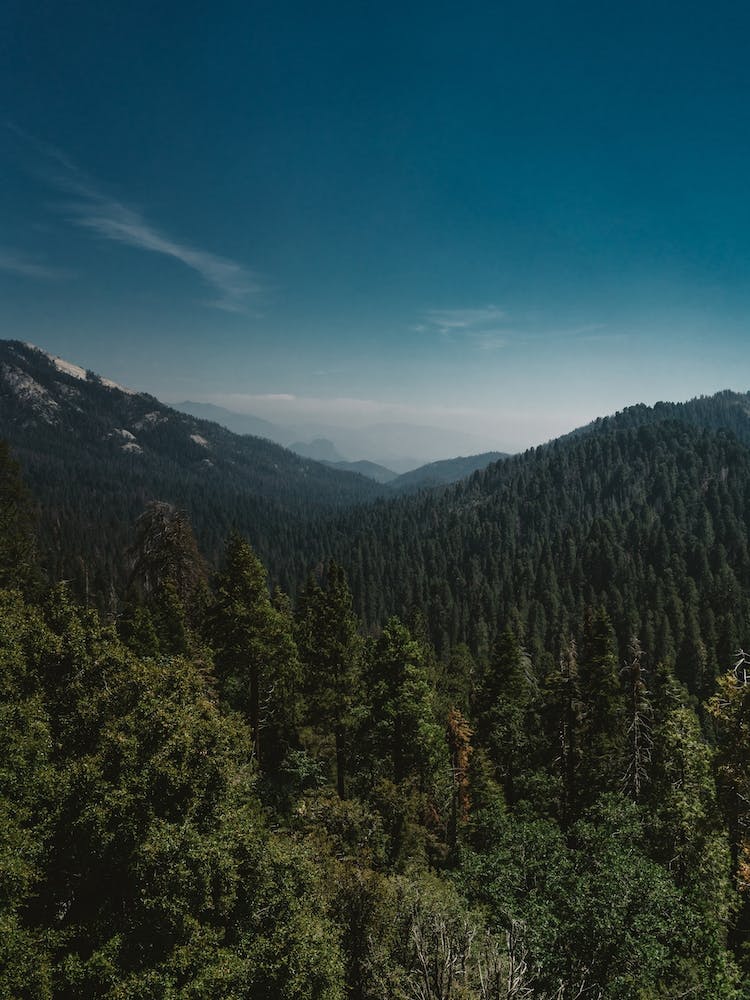 Sequoia National Park XI