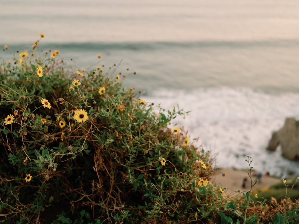 Malibu Wildflowers and Sea