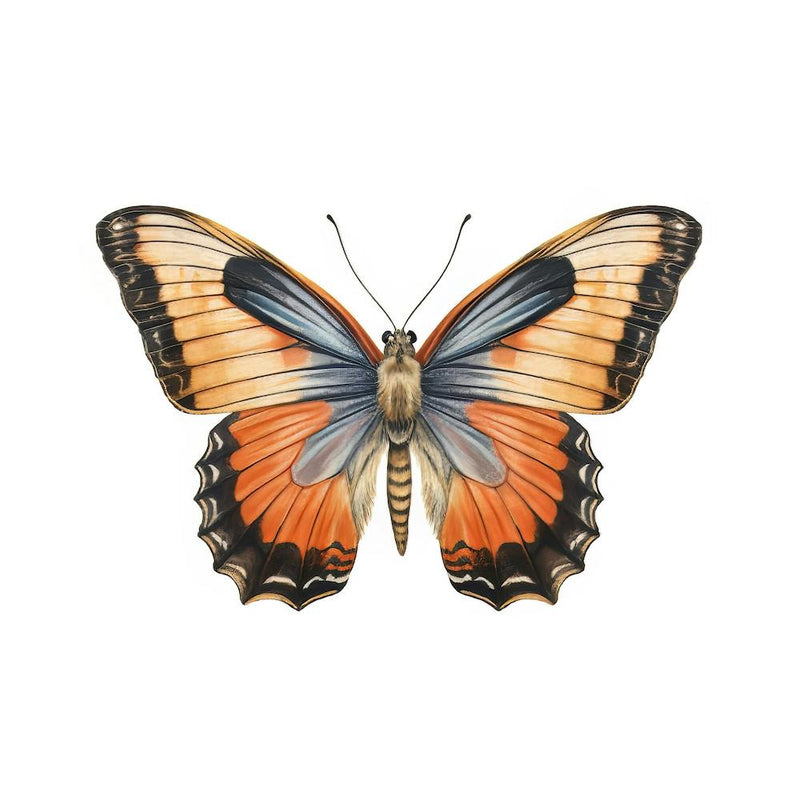 Butterfly 50