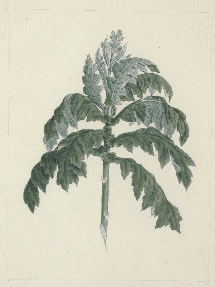 Tree Groundsel, Luigi Balugani