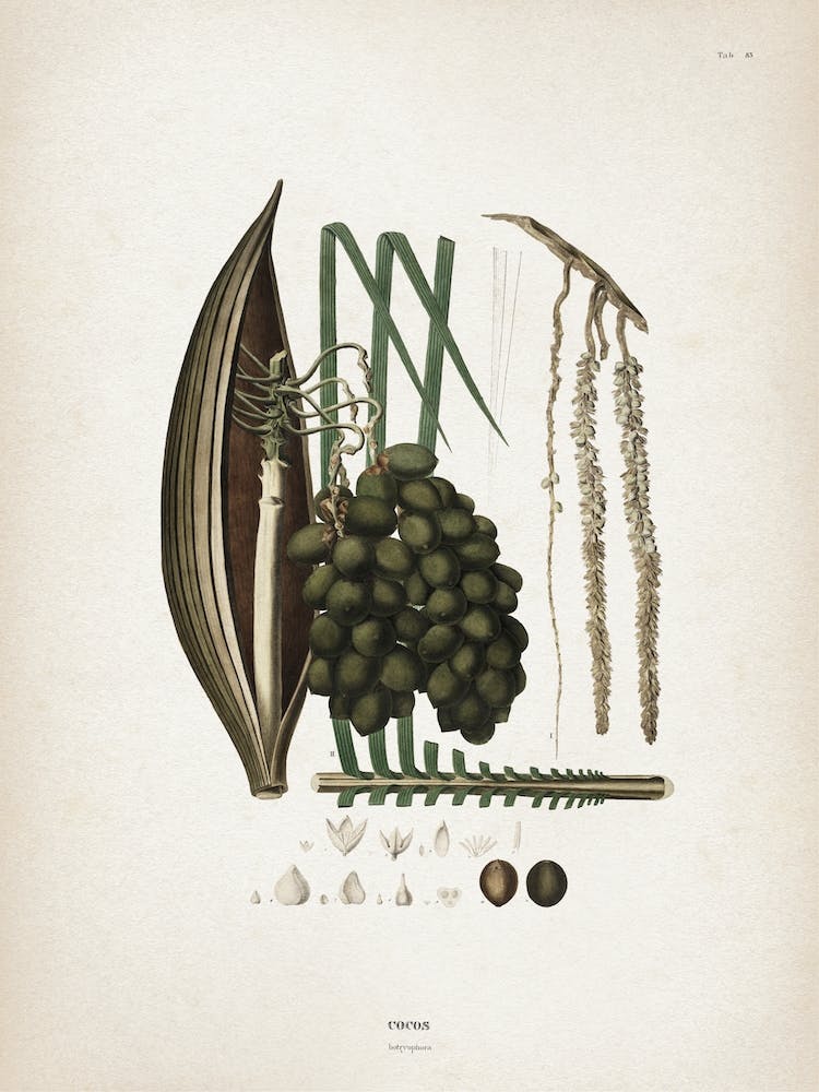 Vintage Martius 5 Cocos Botryophora