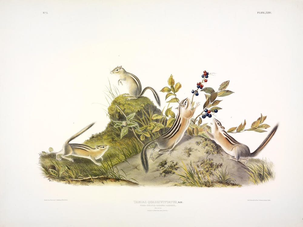 Four Striped Ground Squirrel, John James Audubon