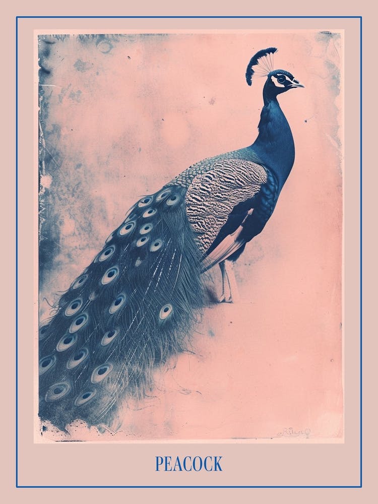Pink & Blue Peacock Portrait 2 Poster