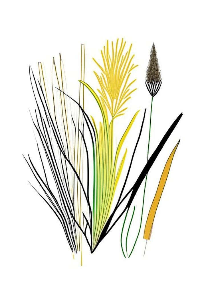 Lemon Grass Spices And Herbs Minimal Line Drawing 1