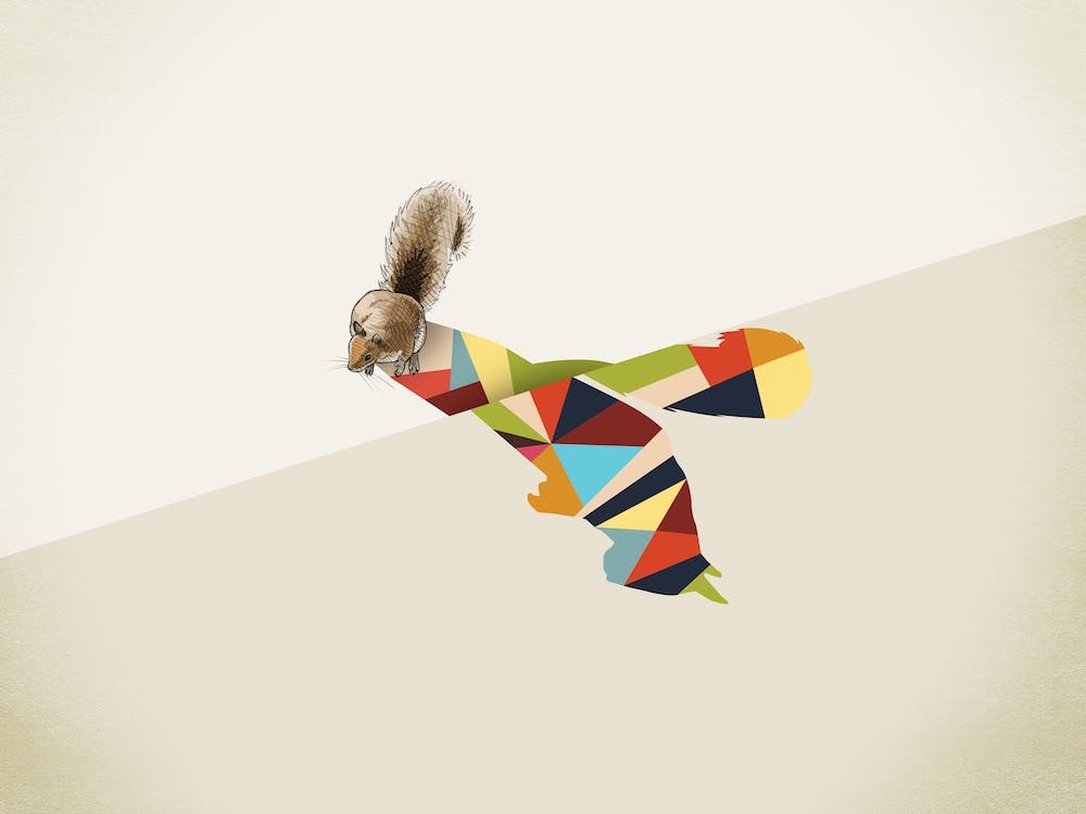 Wandernde Schatten Eichhörnchen