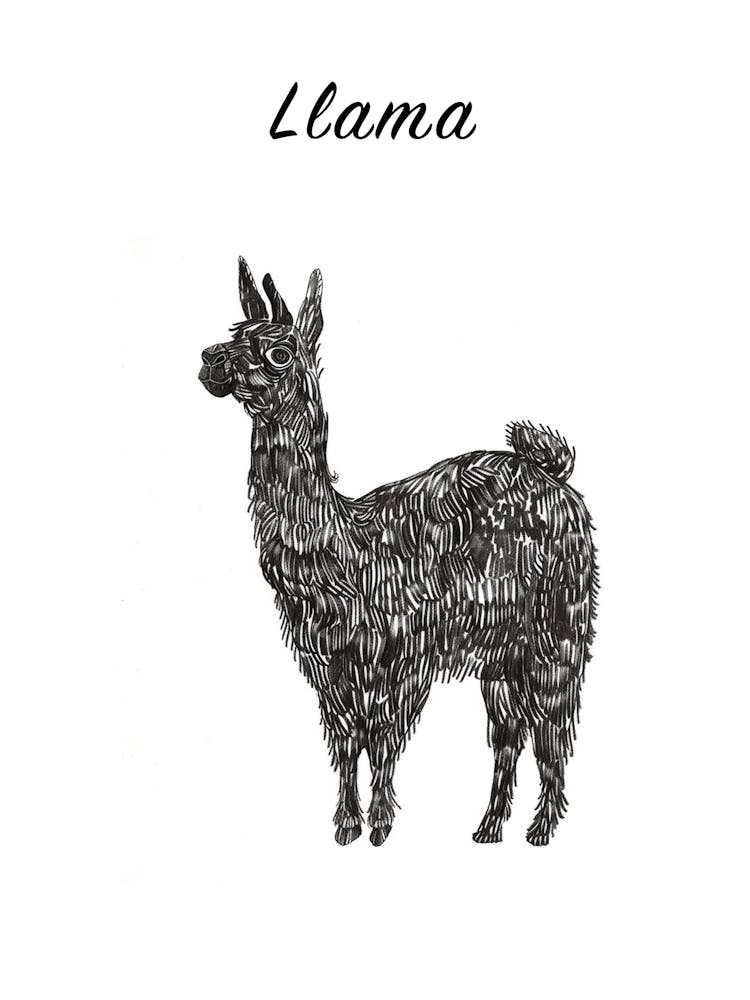 B&W Llama Poster