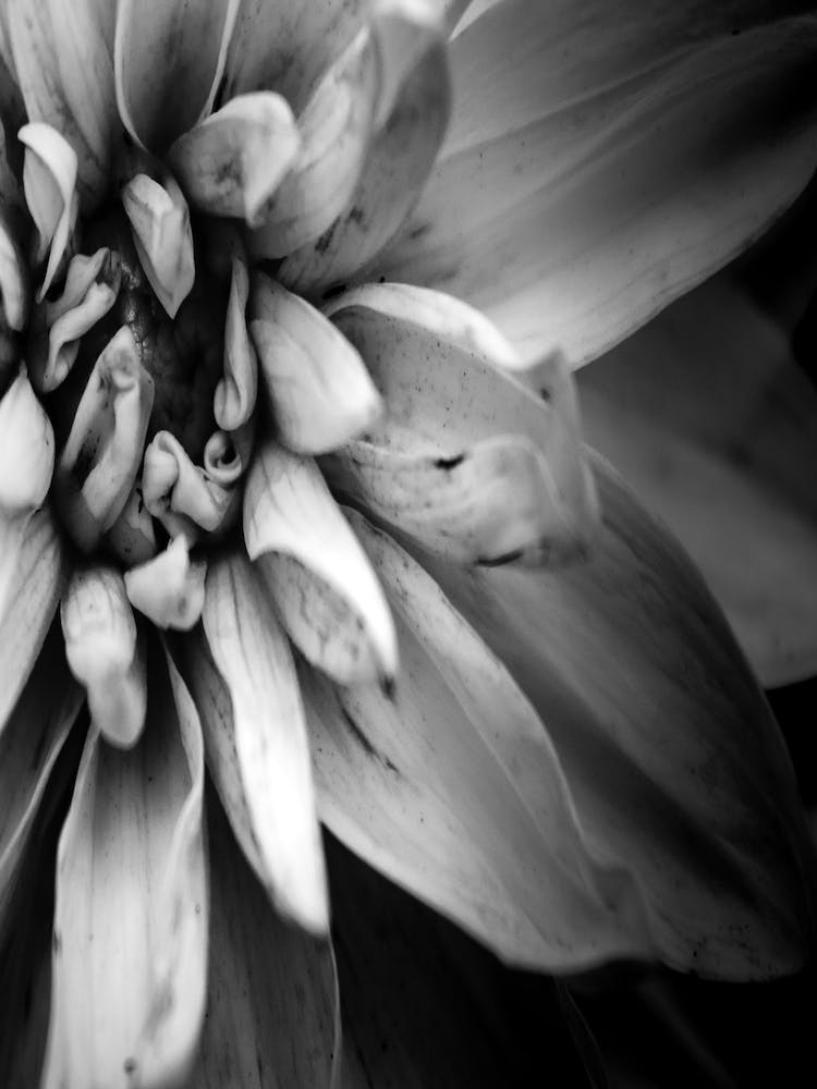 Flower I B&W
