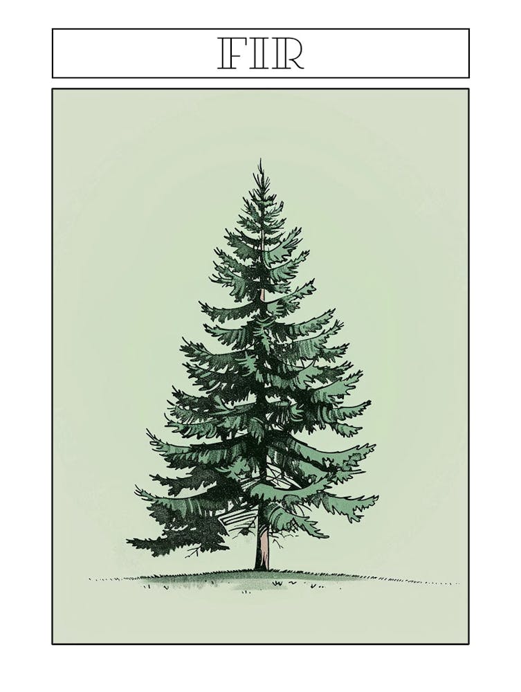Fir Tree Minimalistic Drawing 3 Poster