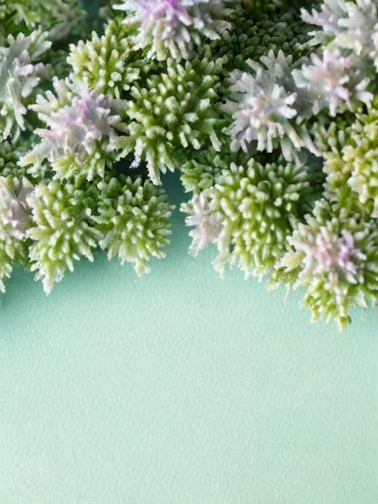 Acropora Hyacinthus Storybook Watercolour