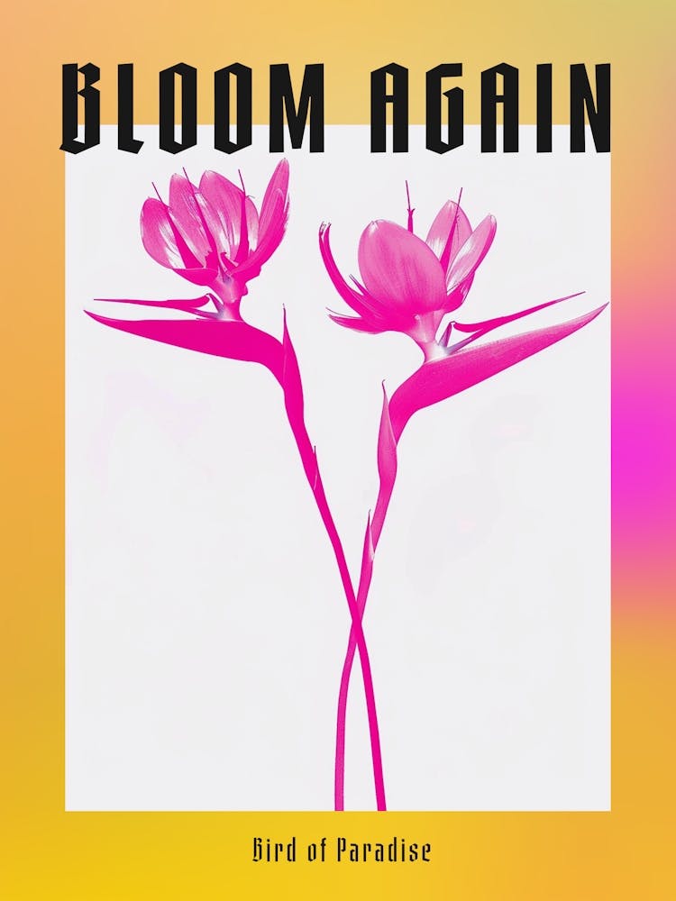 Hot Pink Bird Of Paradise 2 Poster