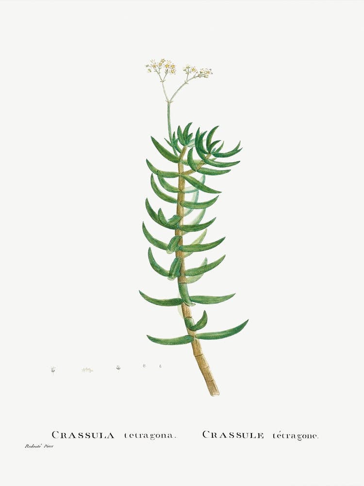 Crassula Tetragona, Pierre Joseph Redoute