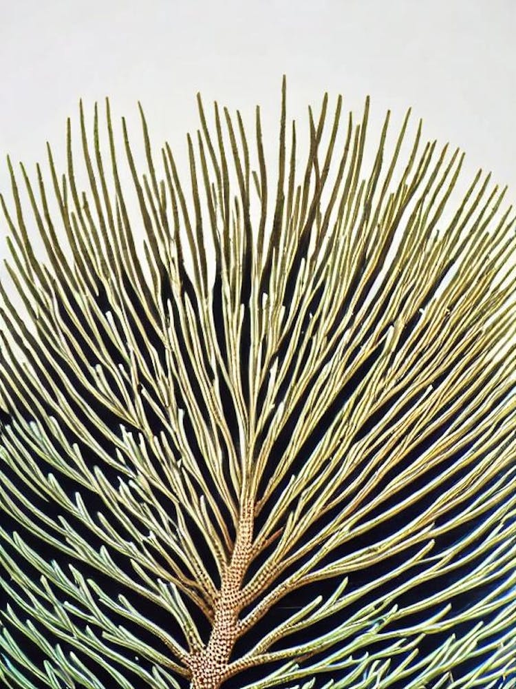 Acropora Sarmentosa Ii Linolschnitt
