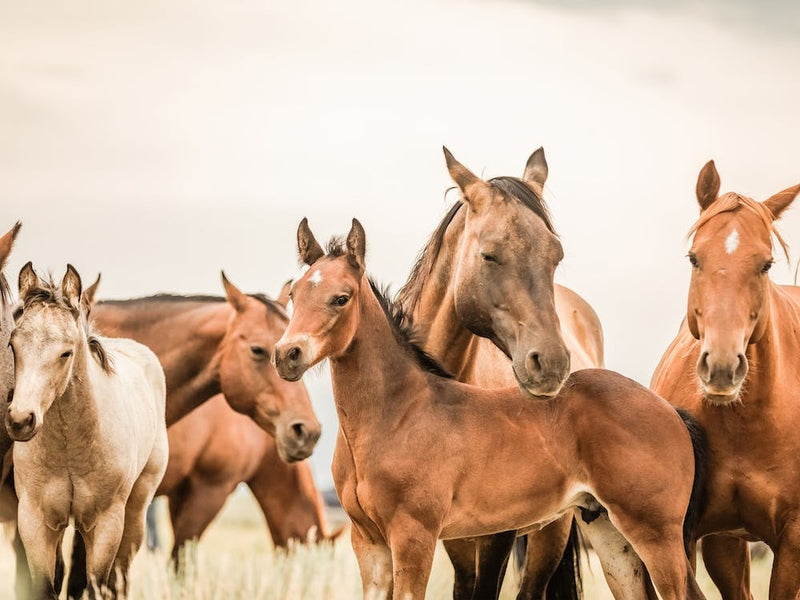 Wild Horse Herd