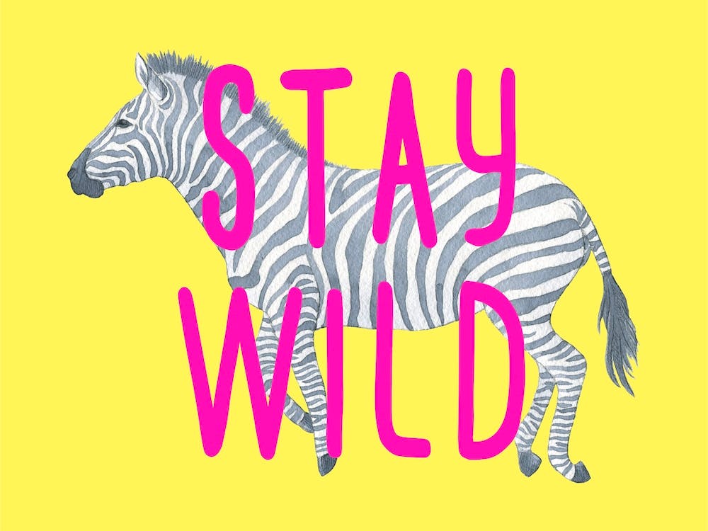 Stay Wild Zebra Yellow