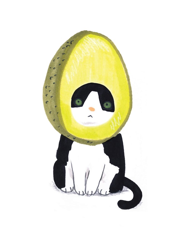 Avocado Cat
