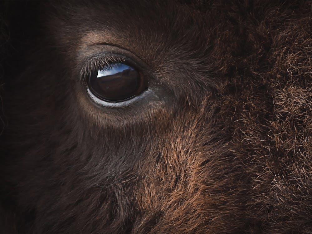 Bison Close Up
