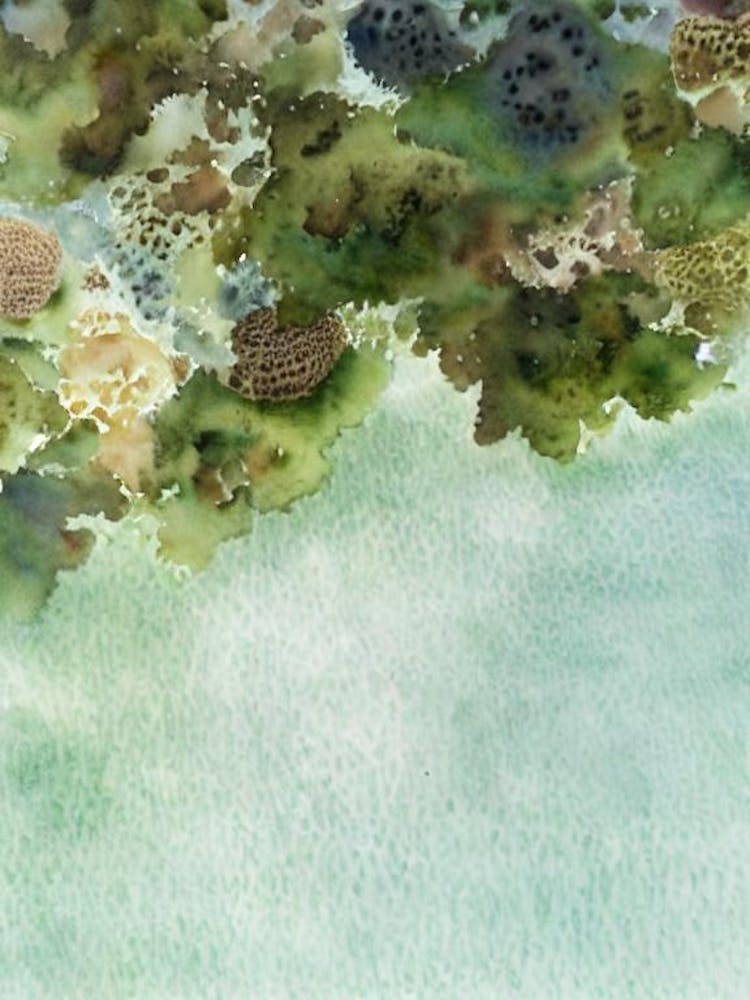 Sea Sponge II Storybook Watercolour