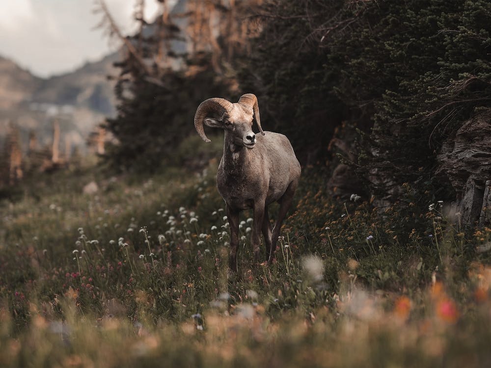 Bighorn Sheep In Wildflowers