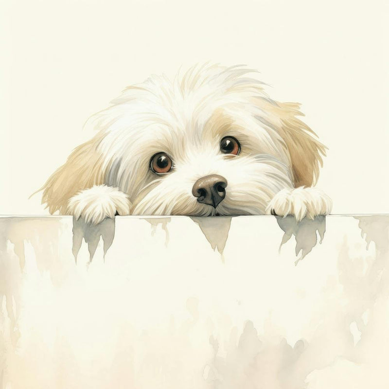 Shih Tzu 6