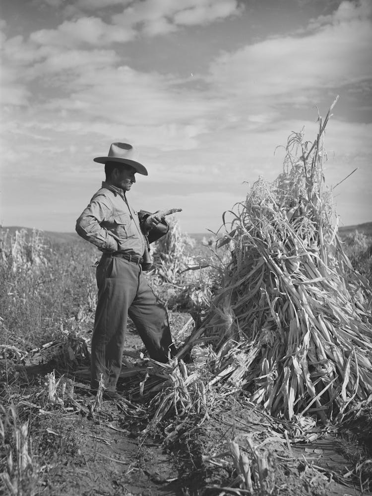Farmer Of Spanish Extraction In Cornfield, Concho, Arizona By Russell Lee