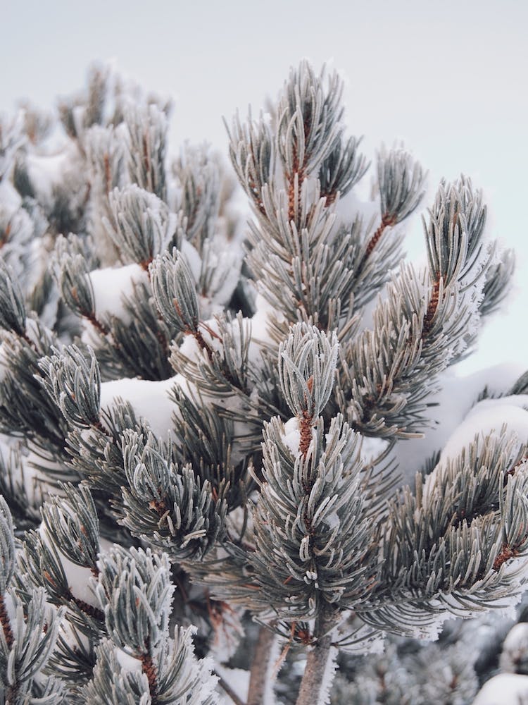 Blue Spruce Pine In Snow