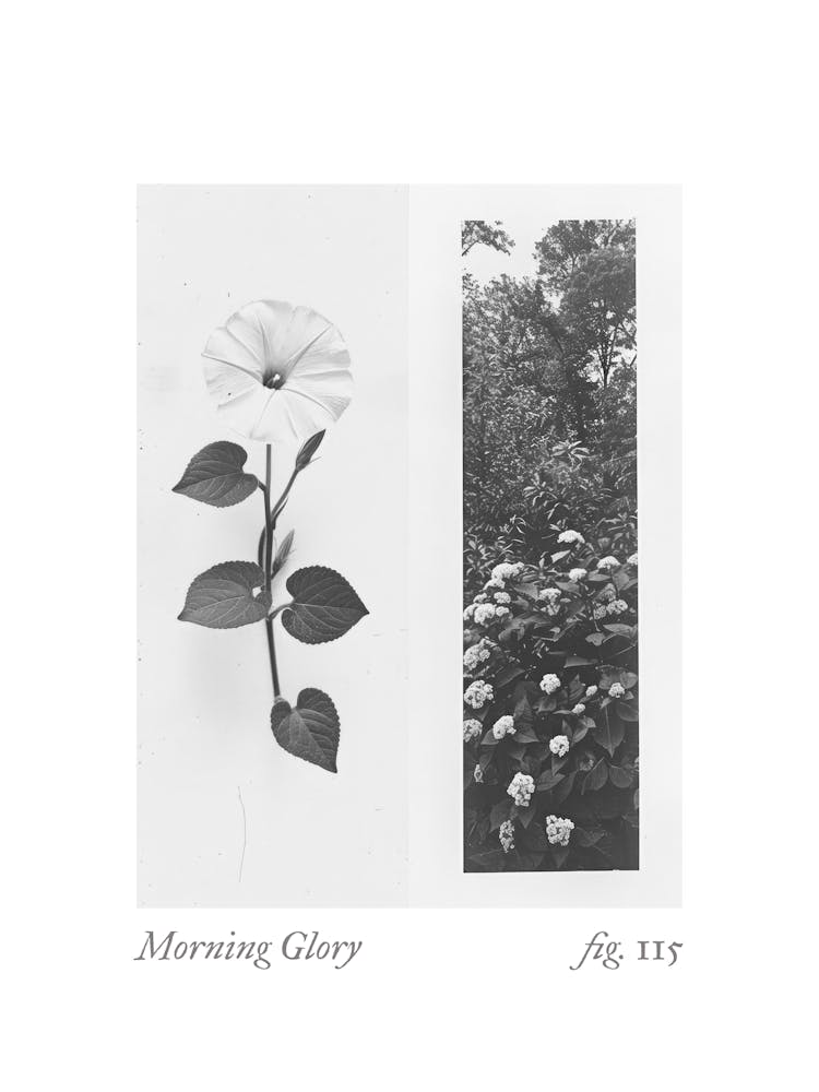Prunkwinde Botanische Collage 1