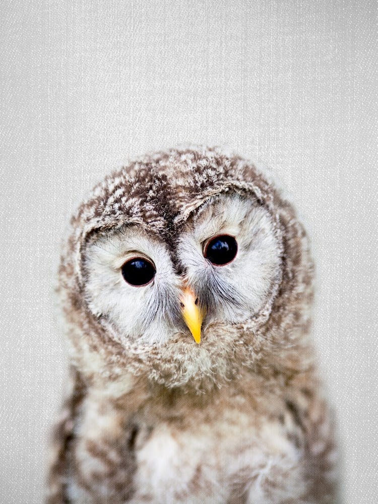 Baby Owl