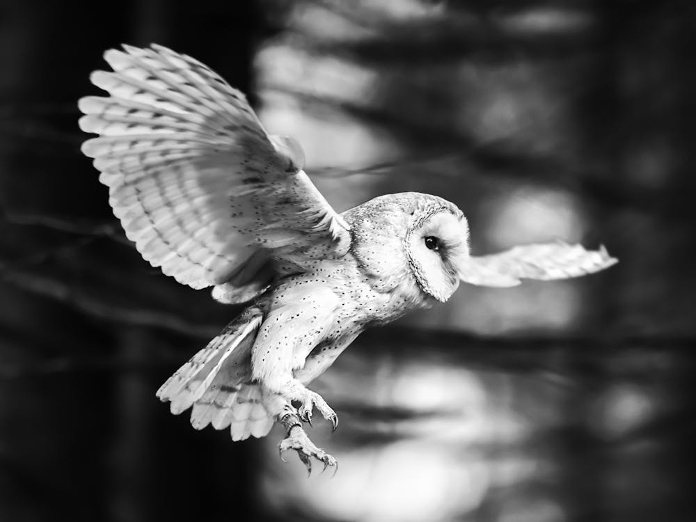Barn Owl In Flight 1