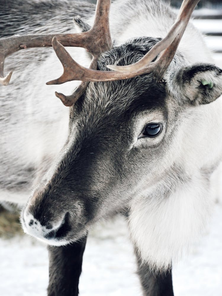 Weihnachtsrentier