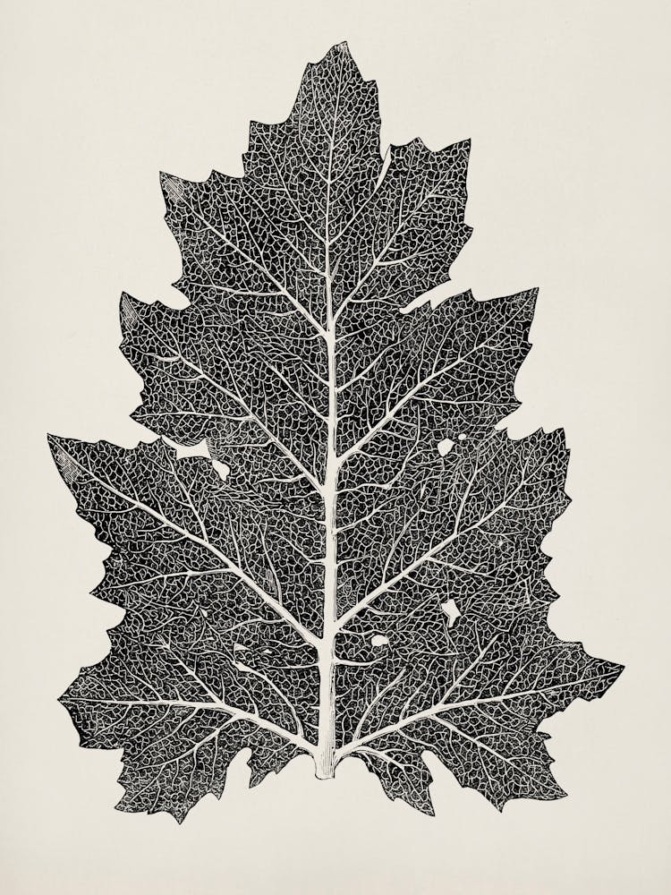 Vintage Leaf, Owen Jones