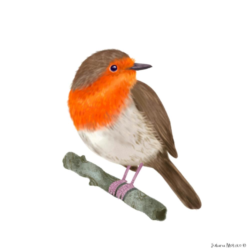 Robin Bird