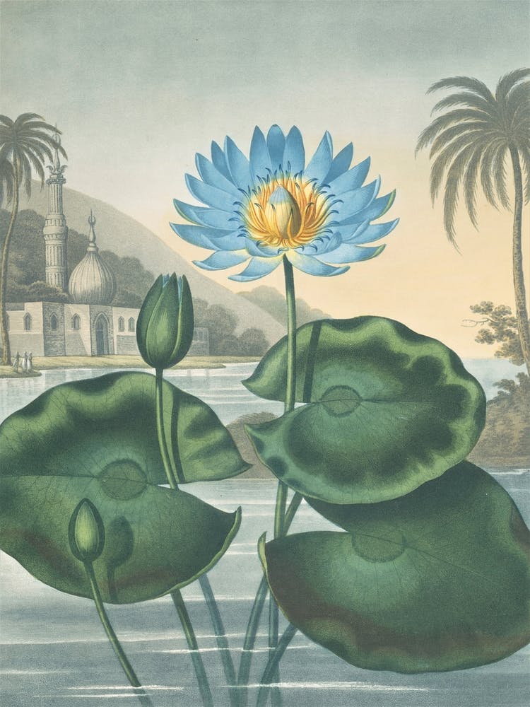 The Blue Egyptian Water-Lily by Robert John Thornton (1807)