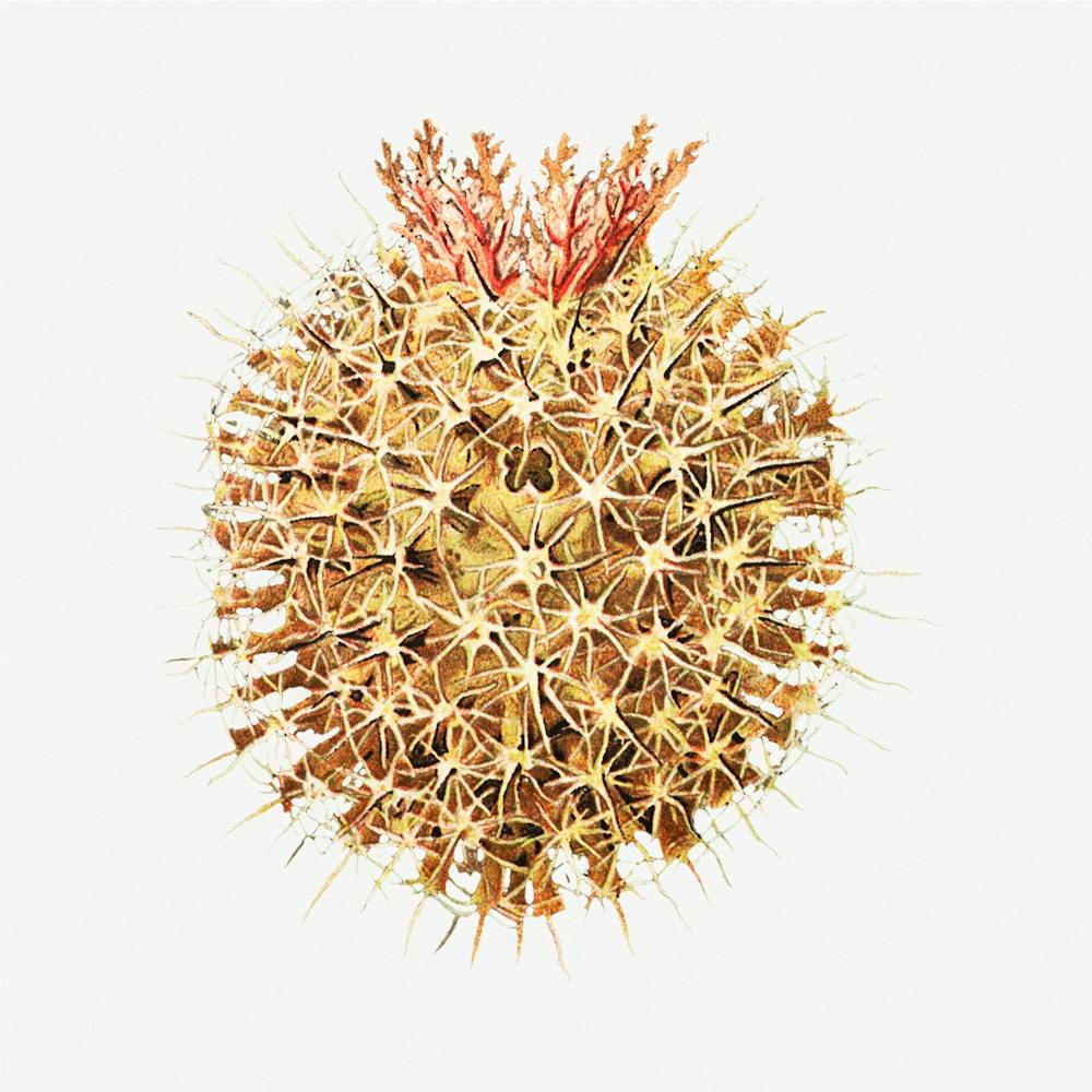 Colourful Tunicate, Ernst Haeckel