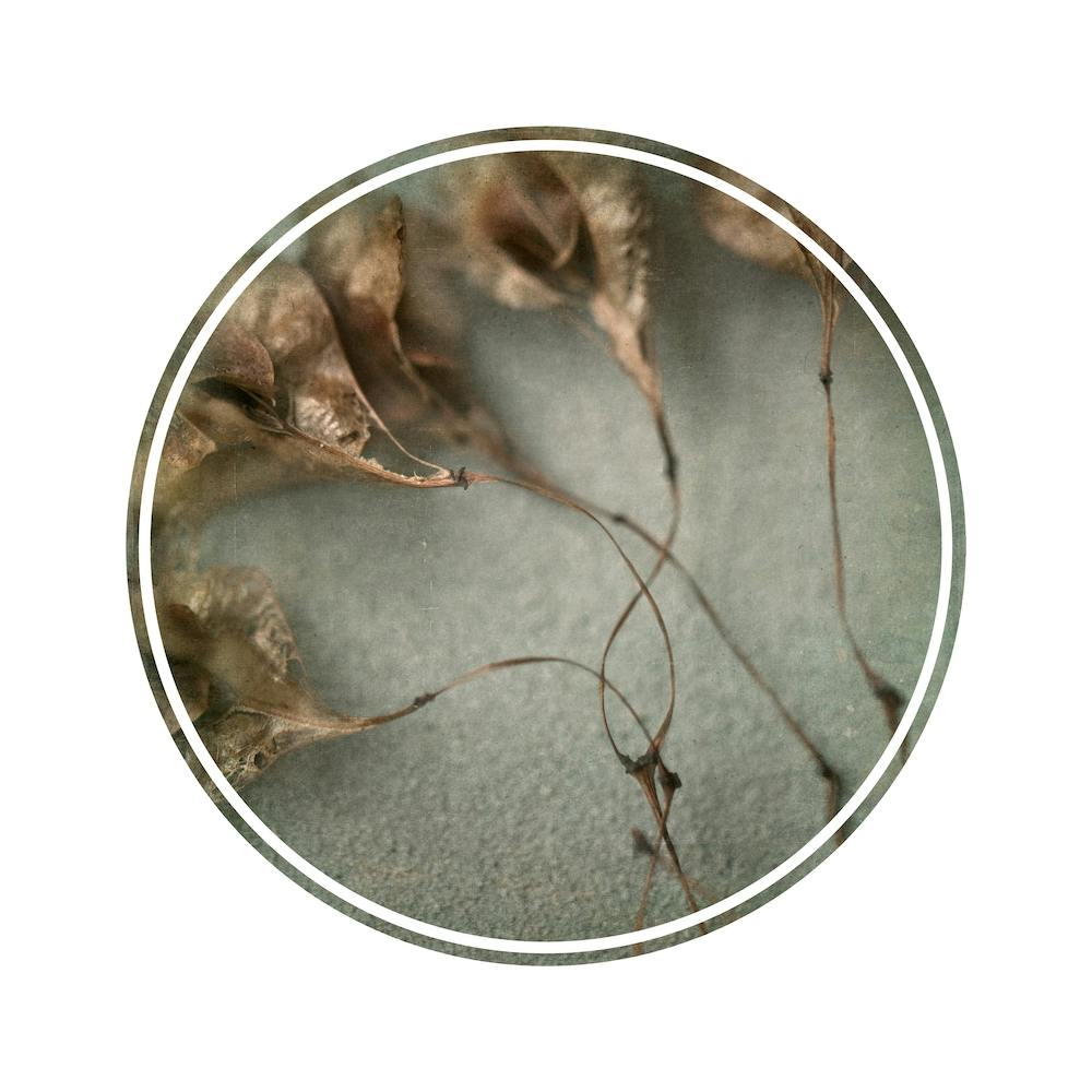 Foraged Texture Rounds 2