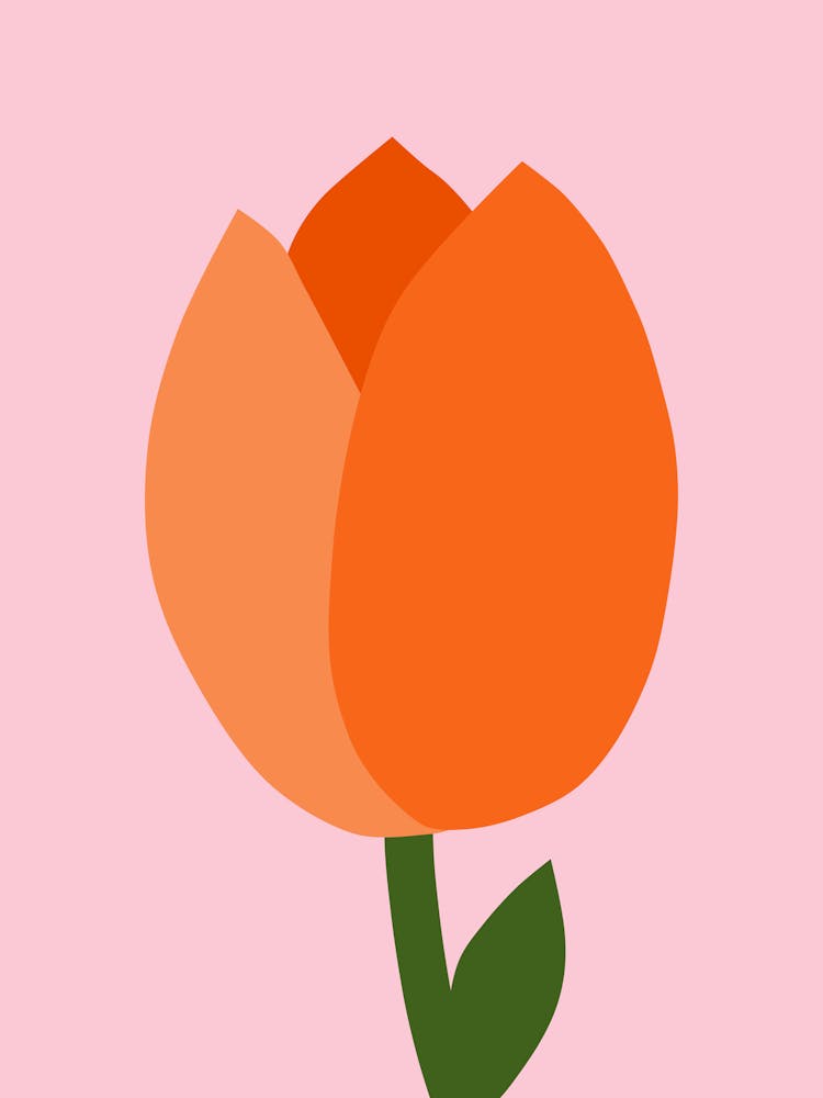 Tulpe Pastell Pink Und Orange