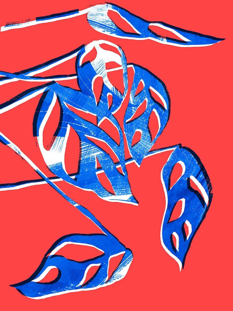 Monstera Obliqua In Red And Blue