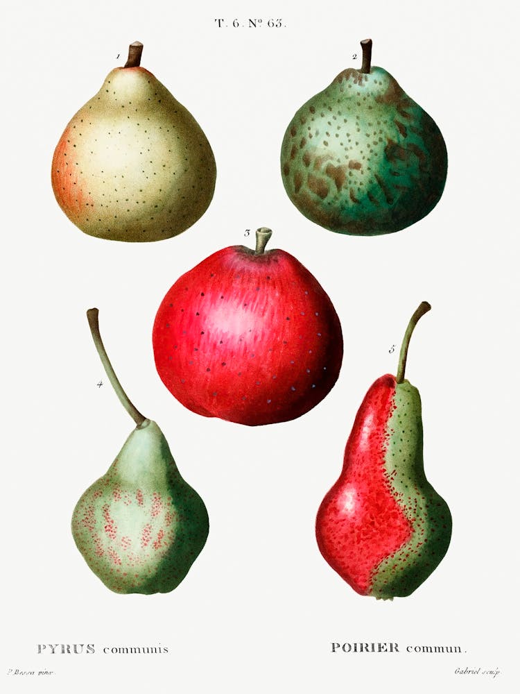 Pear, Pierre Joseph Redoute 4