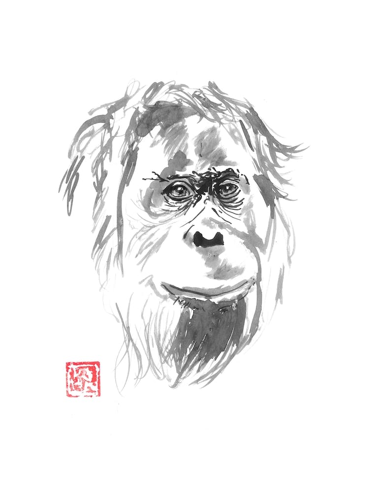 Orangutan