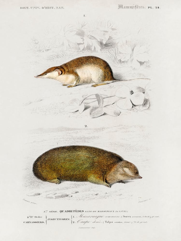 Shrew (Sorex) And Golden Mole (Chrysochloridae), Charles Dessalines D' Orbigny