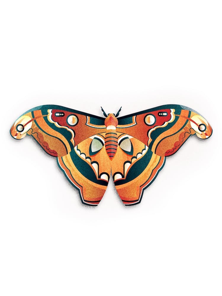 Moth