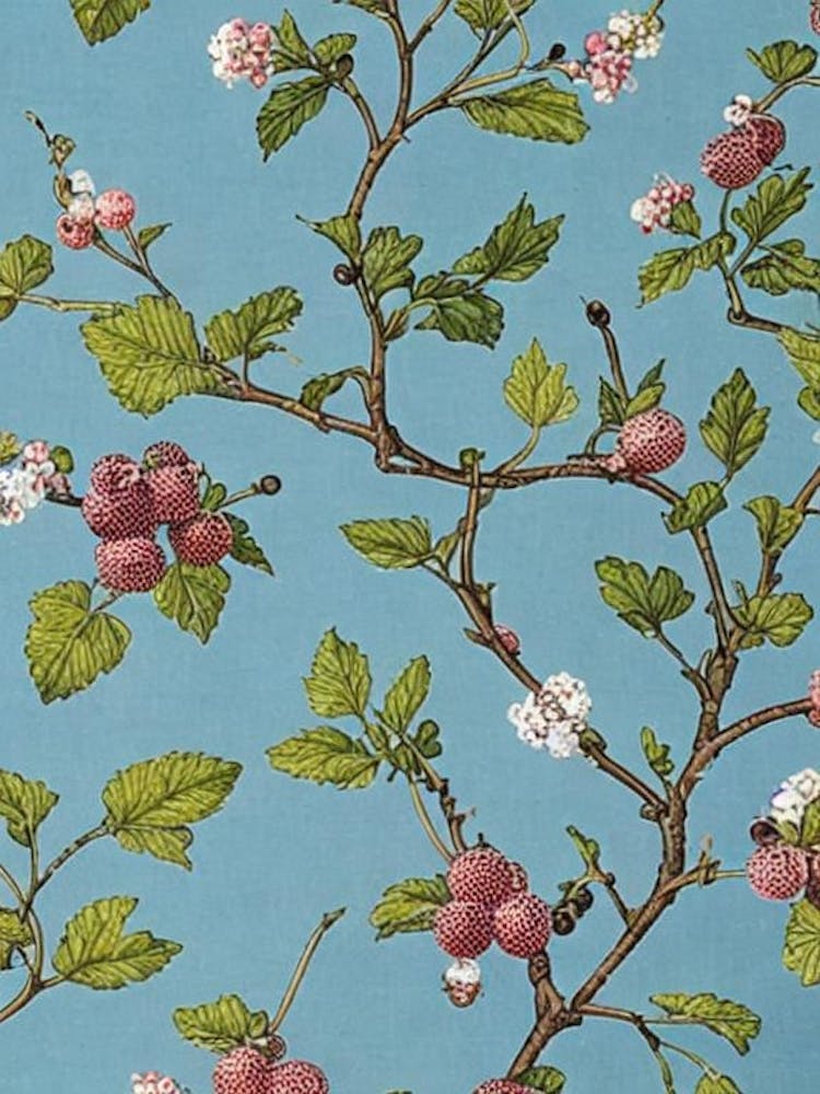 Black Currant 2 Vintage Botanical Fruit