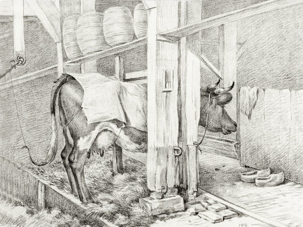 Standing Cow With A Blanket, Jean Bernard