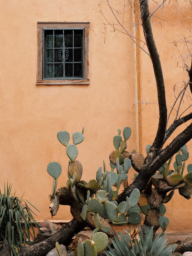 Cactus Along House