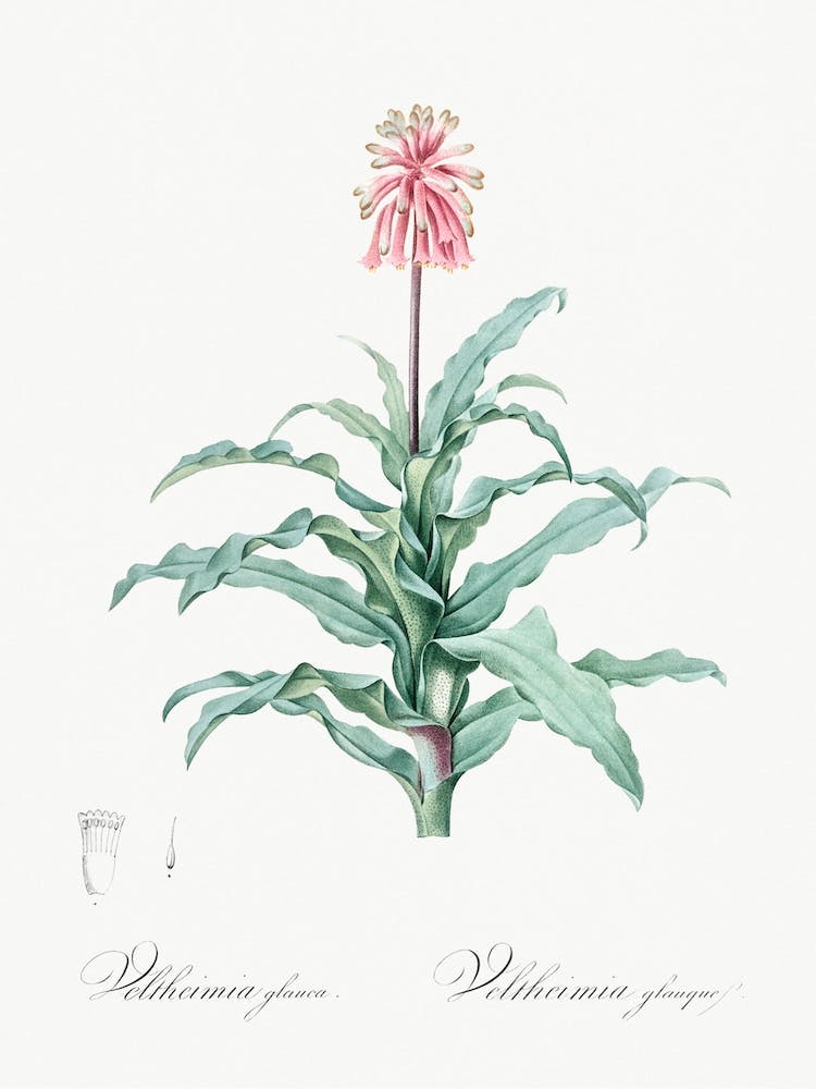 Sand Lily Illustration From Les Liliacées, Pierre Joseph Redouté