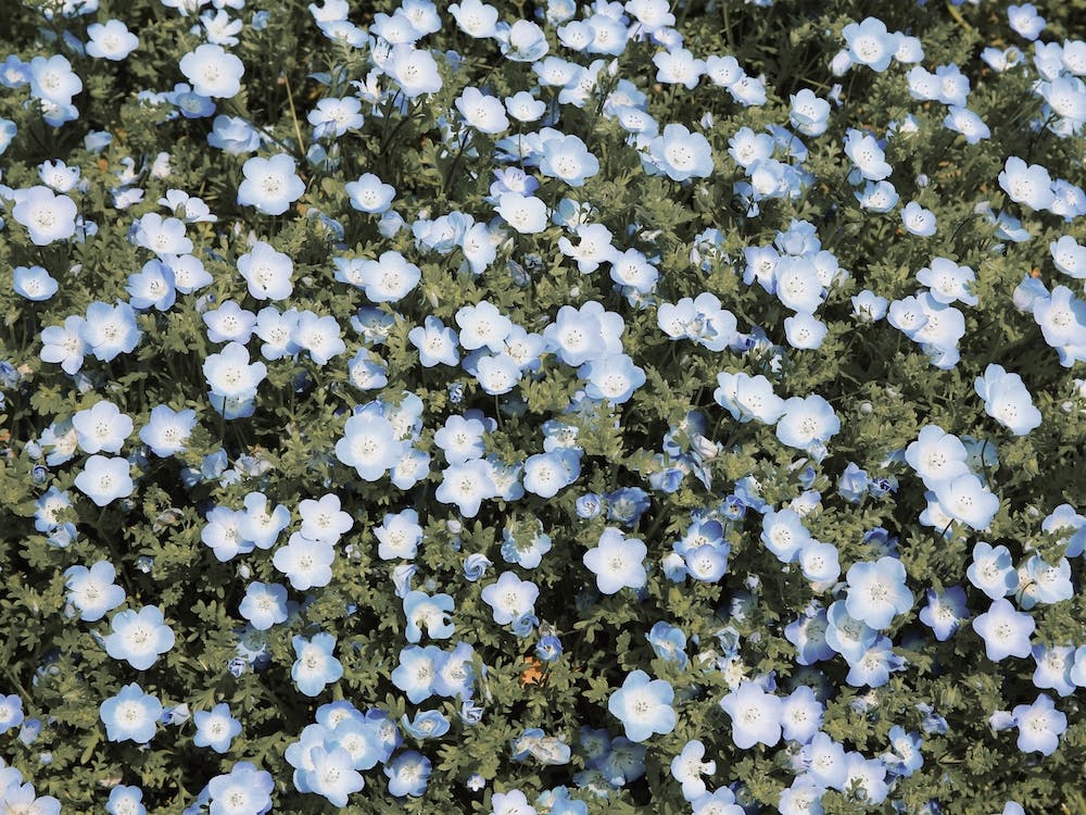Tiny Blue Flowers